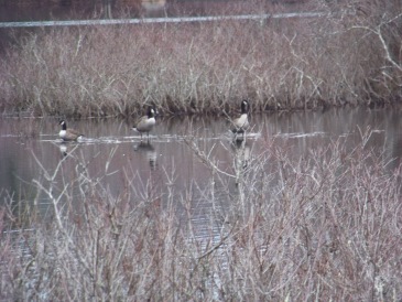 canada geese on a submerged island at triphammer pond