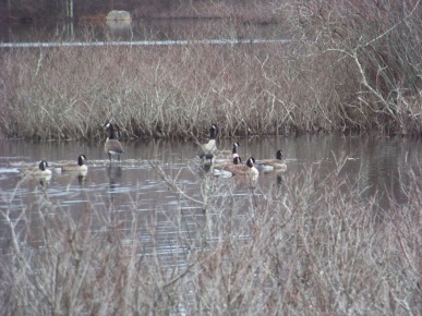 flock of canada geese at triphammer pond