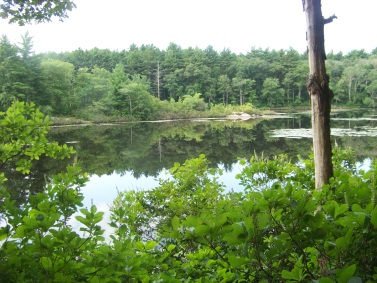 triphammer pond in the summer