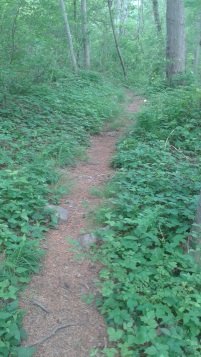narrow trail back to parking lot on 3A on turkey hill narrow trail back to parking lot on 3A on turkey hill
