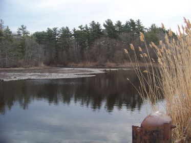 views of bog pond at whiton woods
