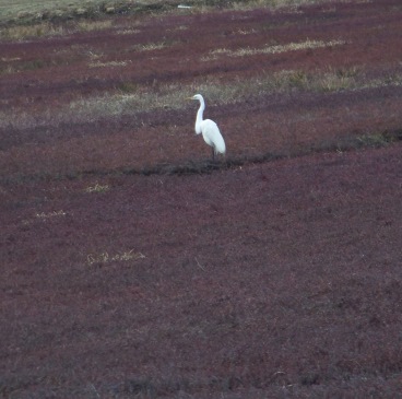 egret in the cranberry bog at whiton woods