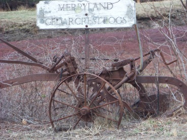 antique cranberry picker across from whiton woods