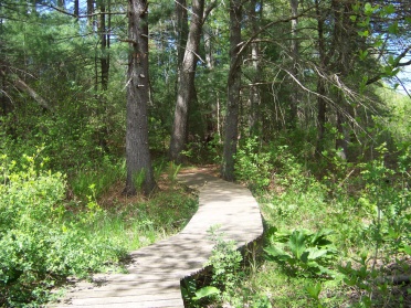 boardwalk ends and a loop trail begins in willow brook farm
