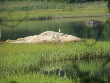 sea on a rock in weir river