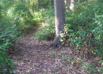 access path in weir river woods
