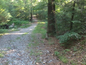 main trail in Wheelwright Park