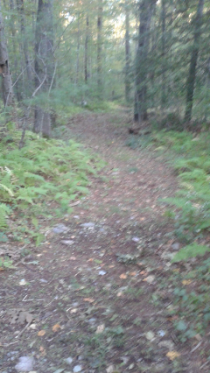 wide trail through forest at white recreation area