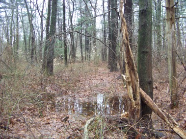trail passes through wetland in whitman town forest