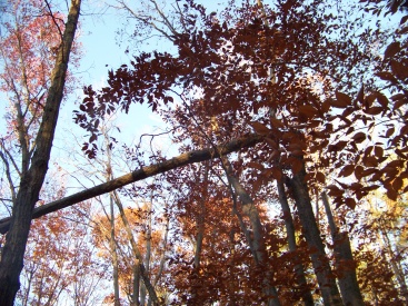 fallen trees make a border above the trail in whitman hanson