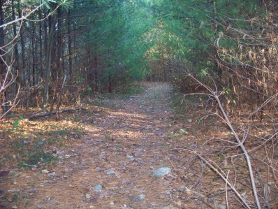 hiking trail in whitman hanson through baby pine stand