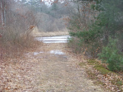 trail between ponds at whiton woods in duxbury