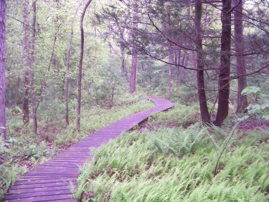 boardwalk hiking trail in willow brook farm in pembroke