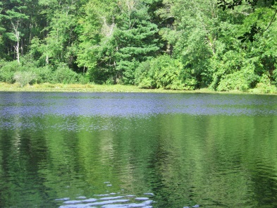 View of Holly Pond from the side trail after the pond.