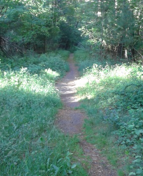 One of many hiking trails at wompatuck state park.